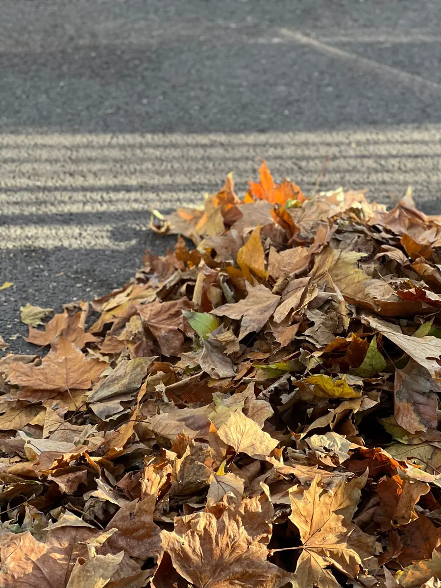 Large pile of dry brown and orange leaves