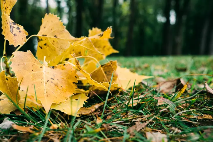 Yellow maple leaves scattered across green grass