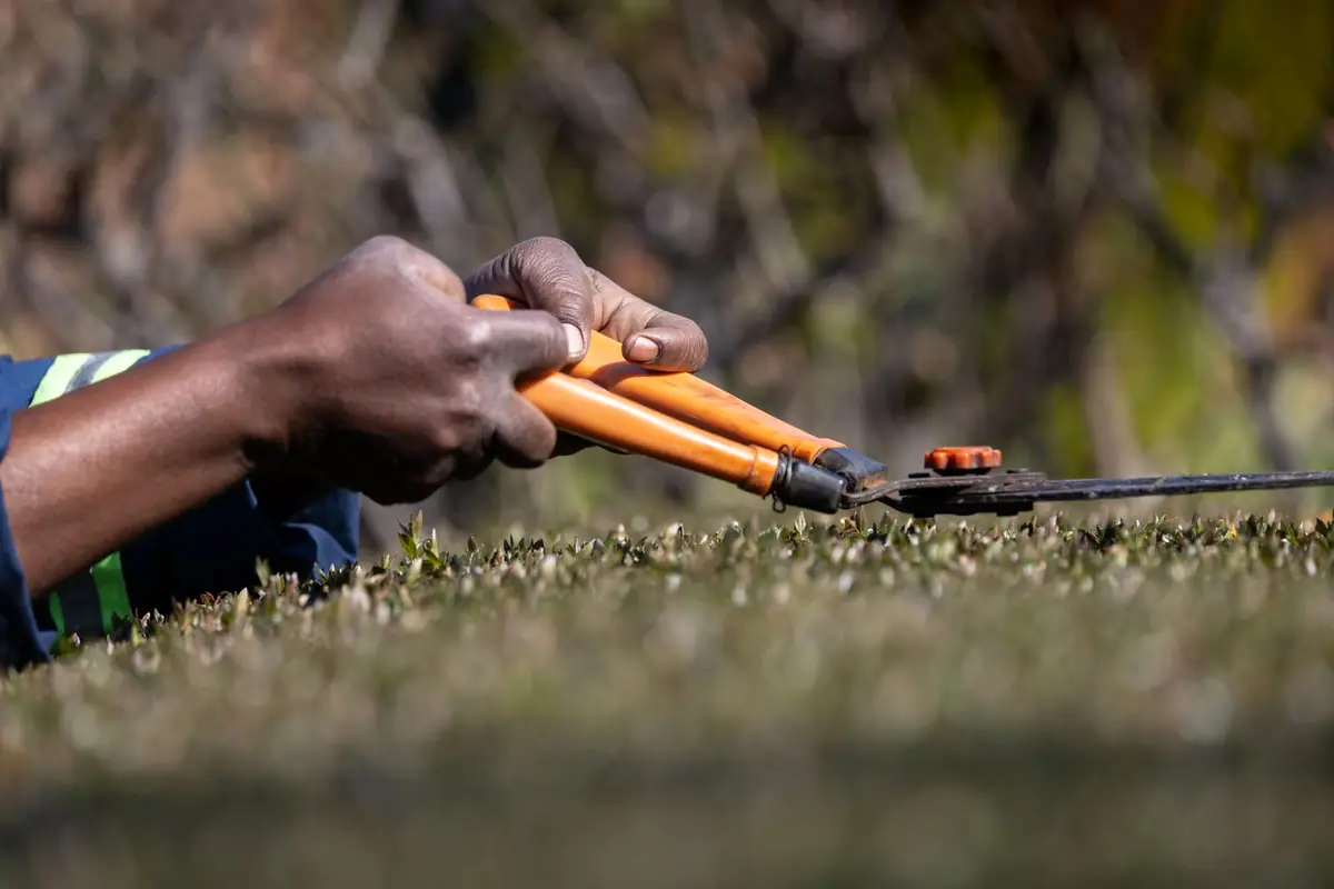 Gloved hands trimming a hedge with orange-handled shears