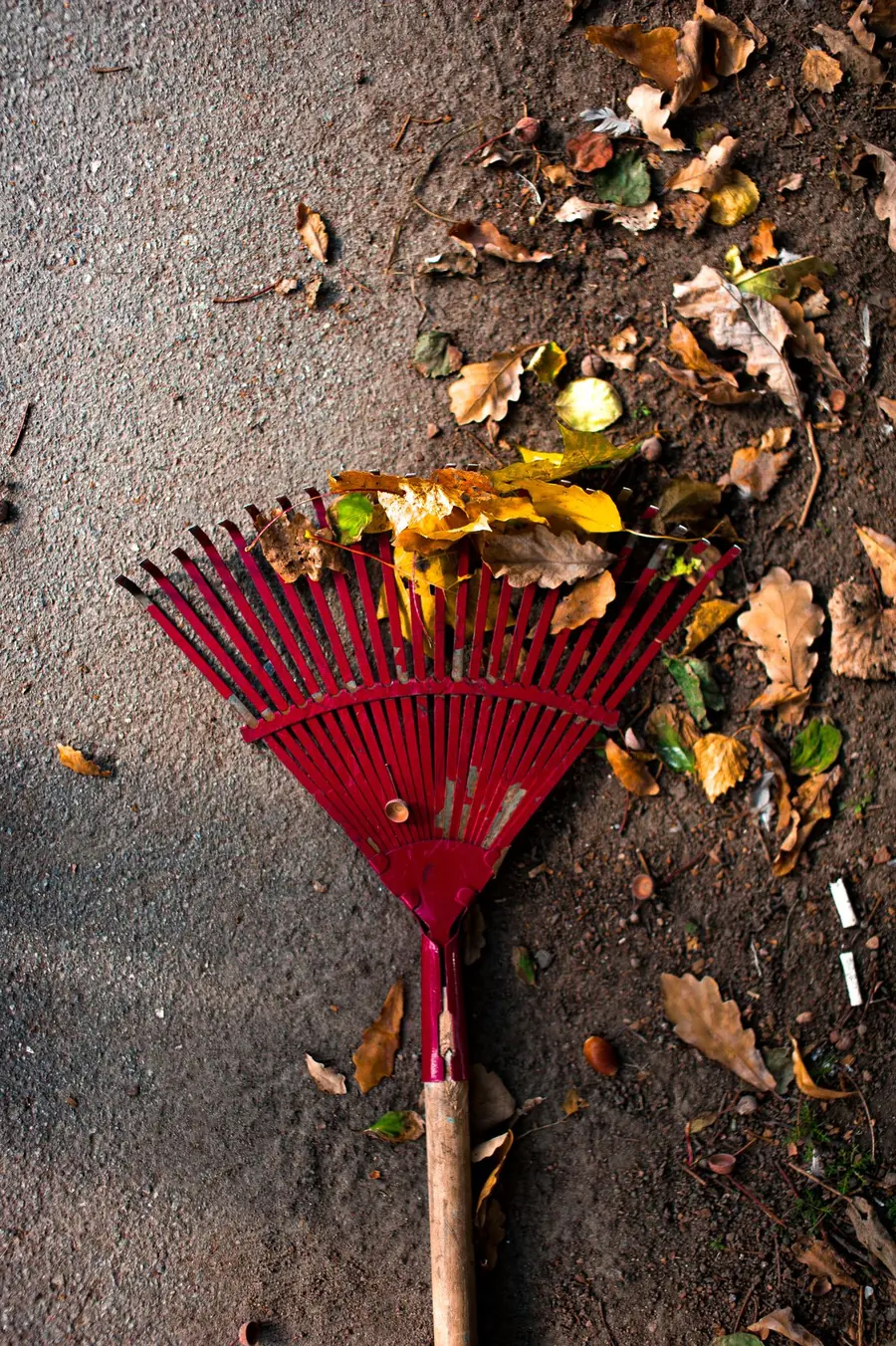 Red rake resting in a pile of orange fall leaves